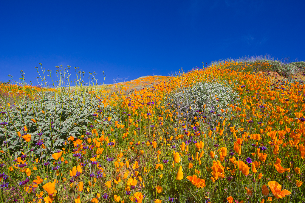 Walker Canyon, Heather Cundiff, Cundiff Creative