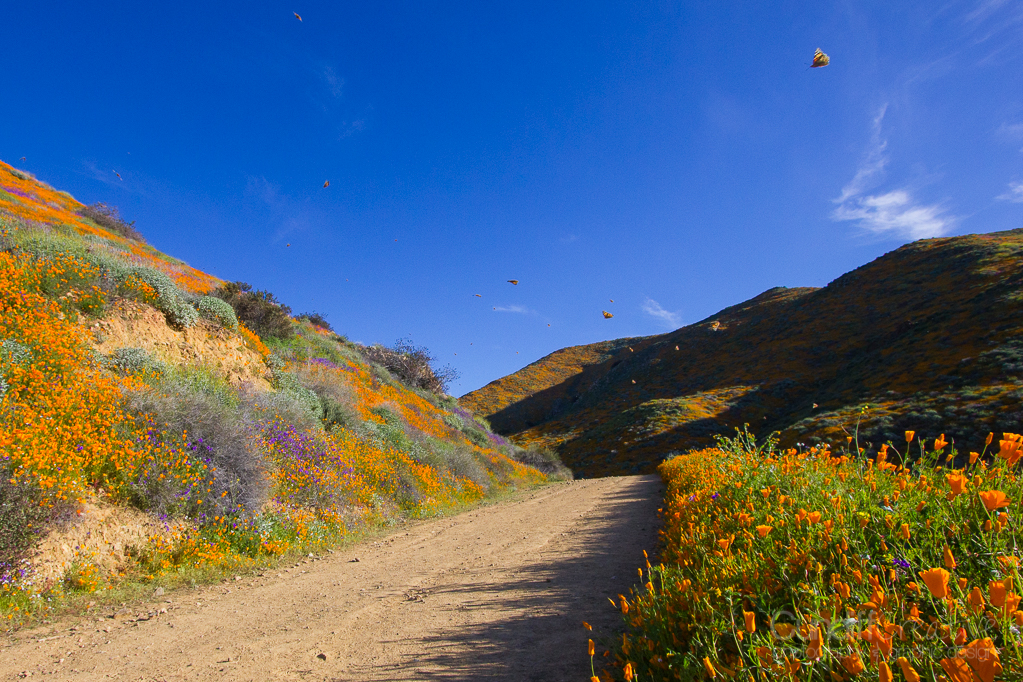 Walker Canyon, Heather Cundiff, Cundiff Creative