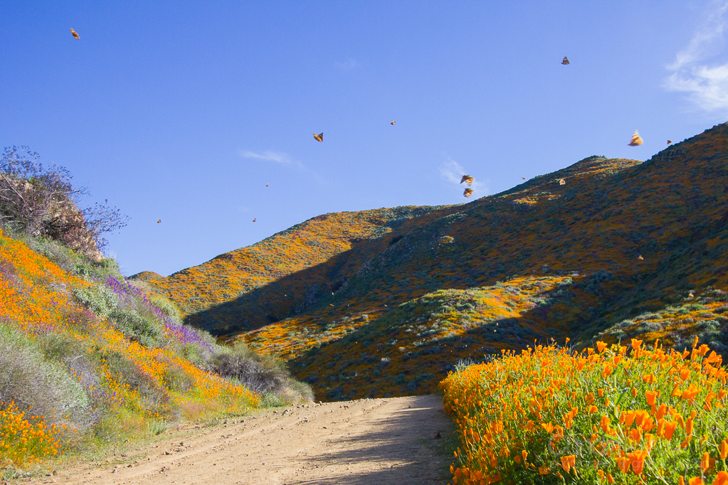 Walker Canyon, Heather Cundiff, Cundiff Creative