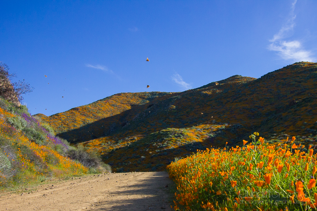 Walker Canyon, Heather Cundiff, Cundiff Creative