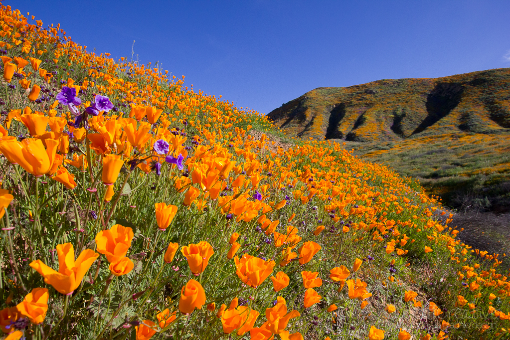 Walker Canyon, Heather Cundiff, Cundiff Creative
