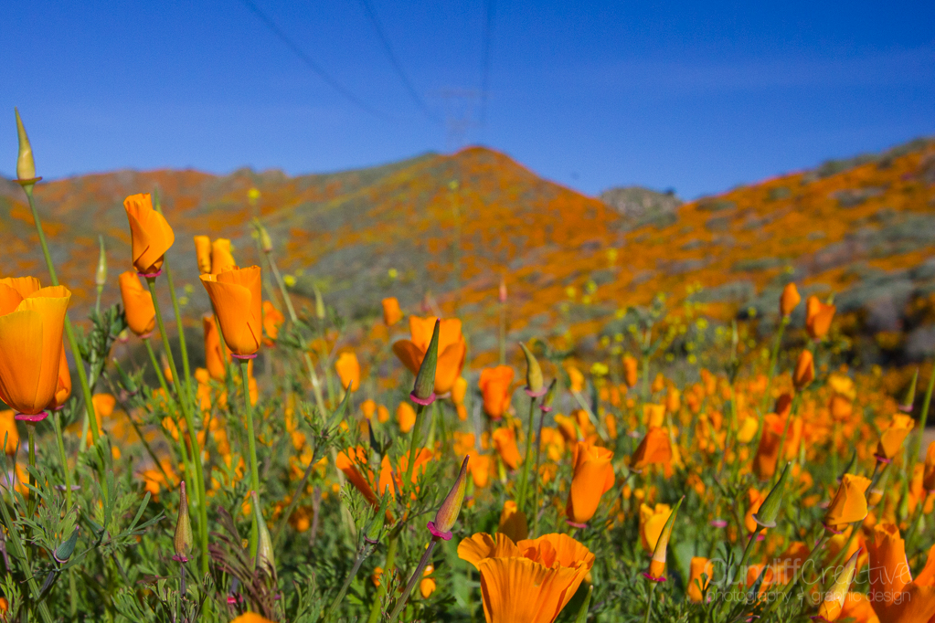 Walker Canyon, Heather Cundiff, Cundiff Creative