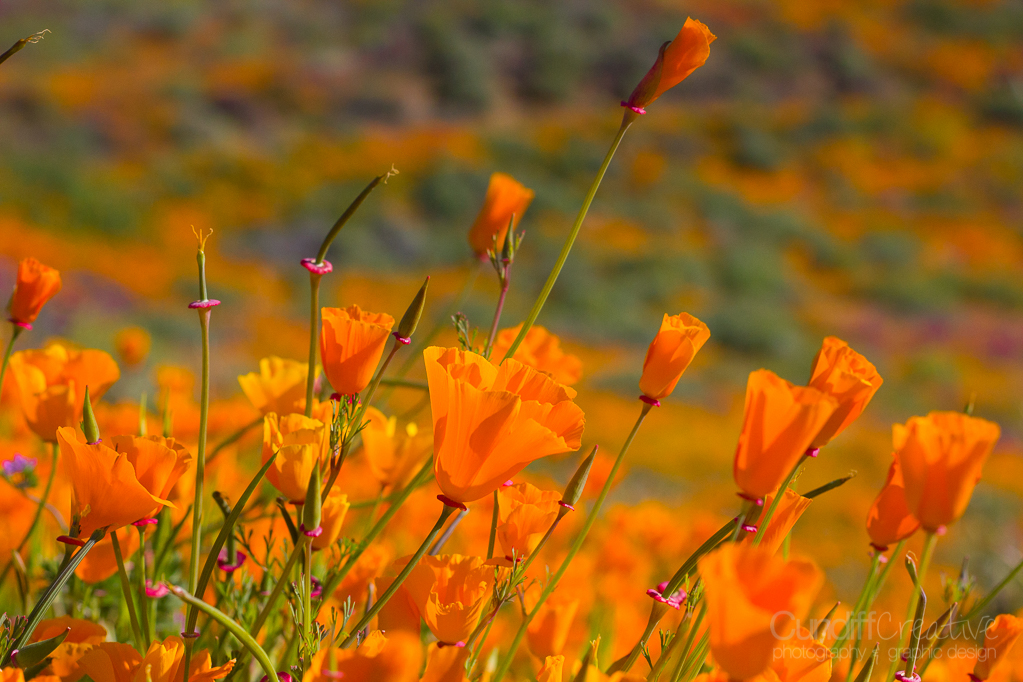 Walker Canyon, Heather Cundiff, Cundiff Creative
