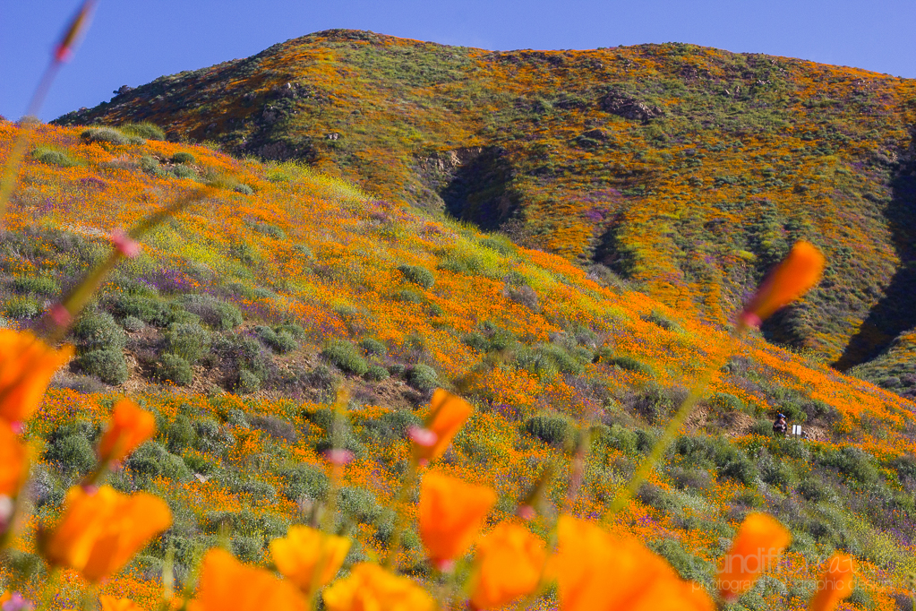 Walker Canyon, Heather Cundiff, Cundiff Creative