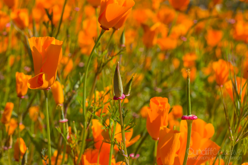 Walker Canyon, Heather Cundiff, Cundiff Creative