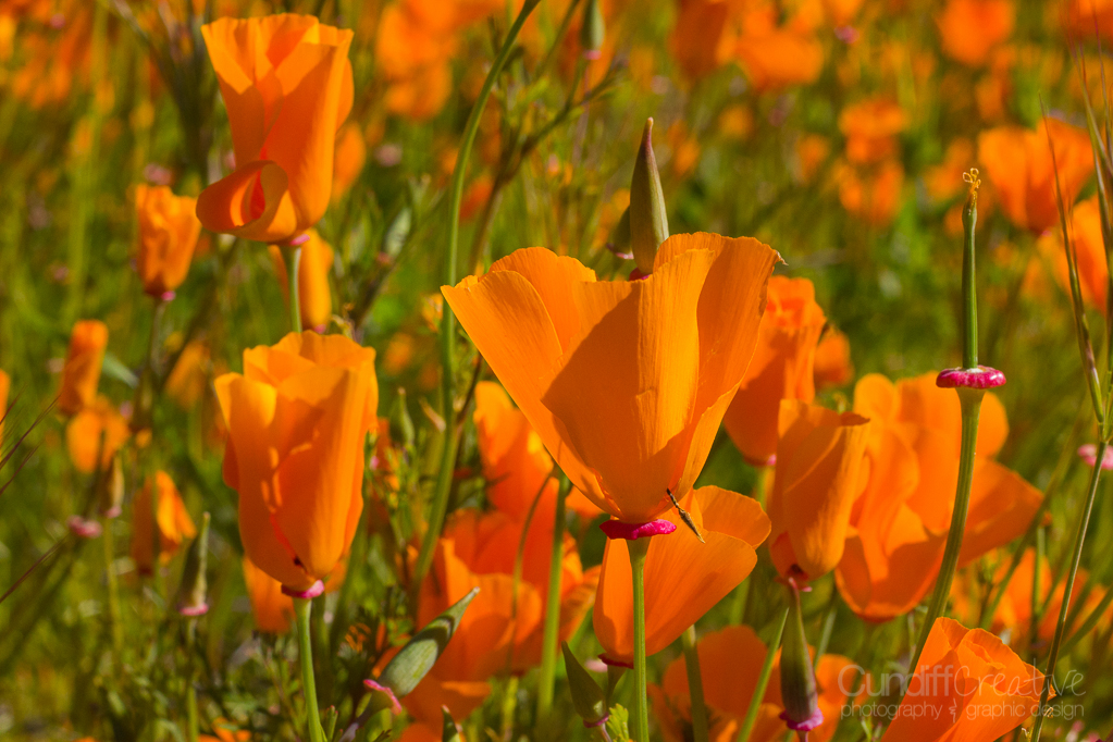 Walker Canyon, Heather Cundiff, Cundiff Creative