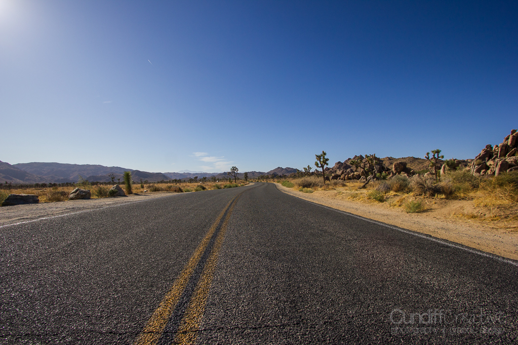 JoshuaTree-6154