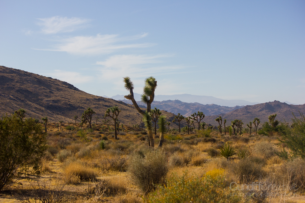 JoshuaTree-6161