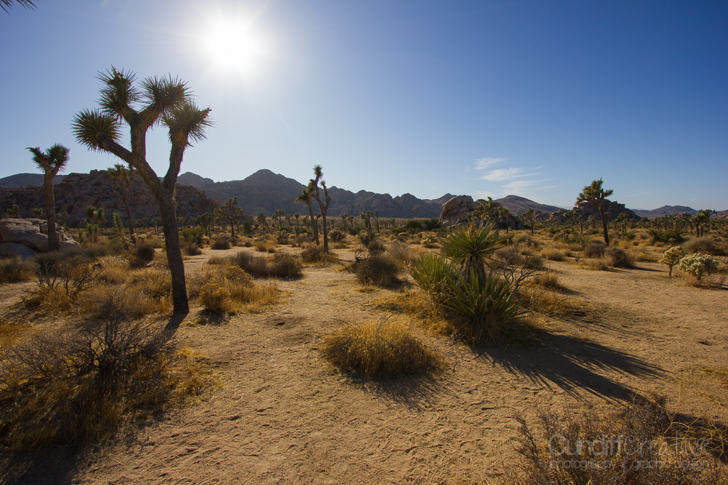 JoshuaTree-6172