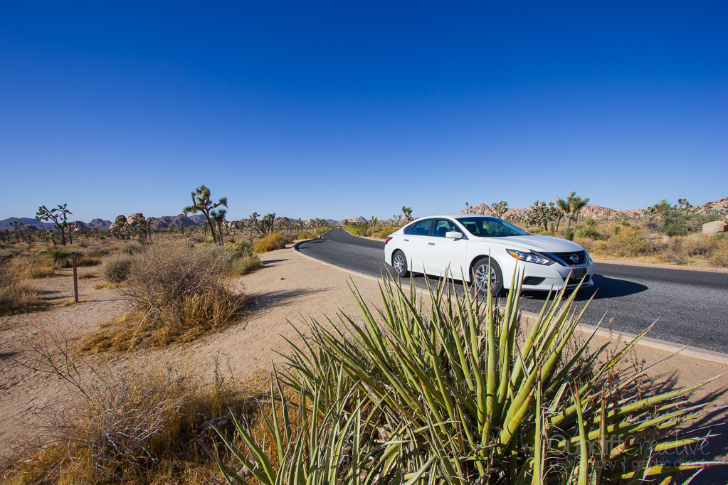 JoshuaTree-6173