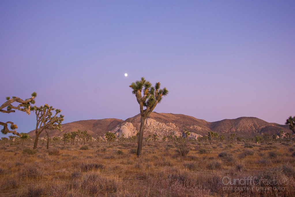 JoshuaTree-6194
