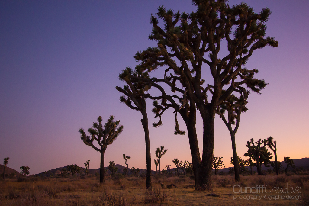 JoshuaTree-6201