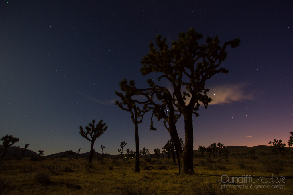 JoshuaTree-6229
