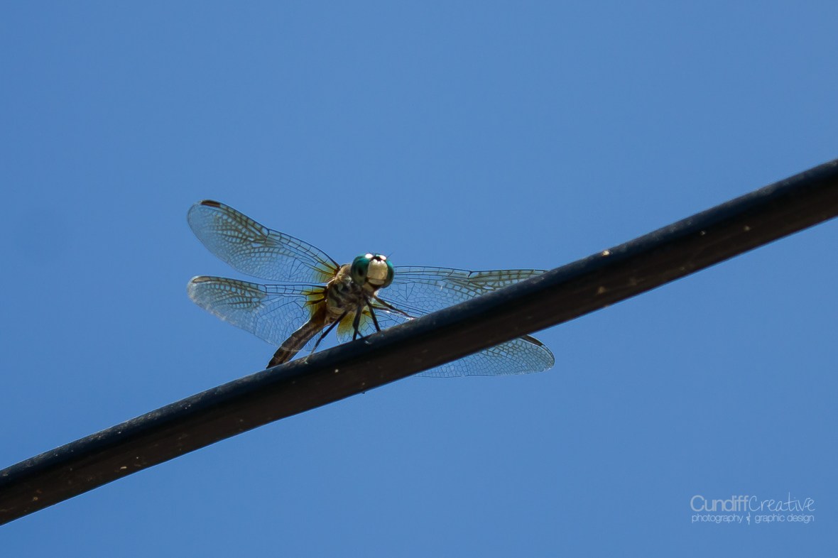dragonflies-8182